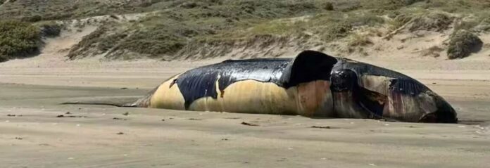 ballena